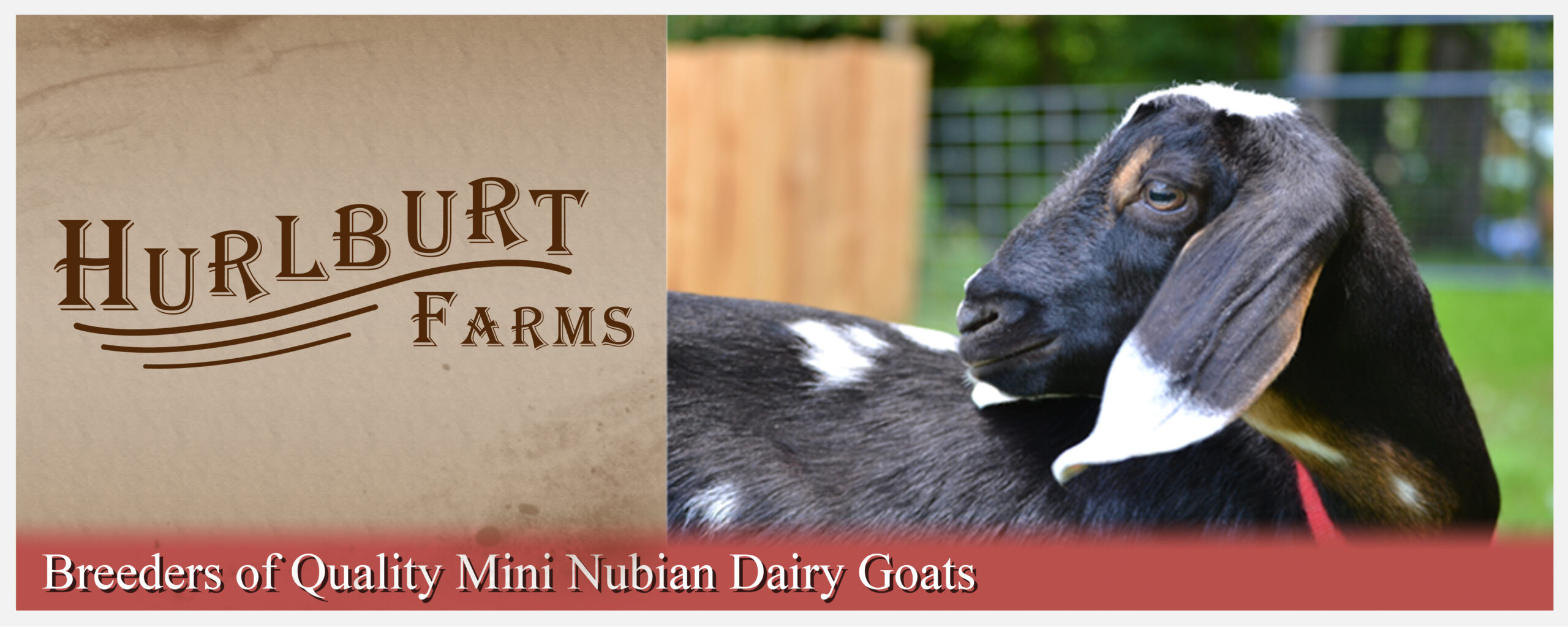 mini nubian goats